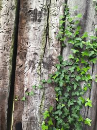 Close-up of ivy growing on tree trunk