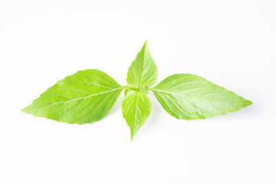 High angle view of leaves against white background