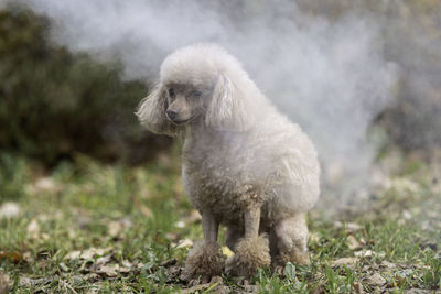 Beautiful dog poodle in the park in the smoke