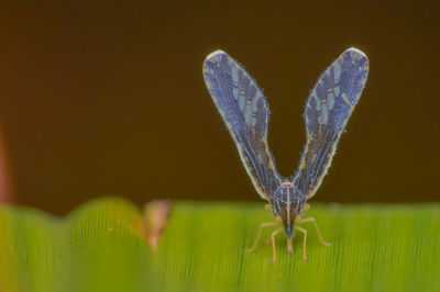 Close-up of butterfly