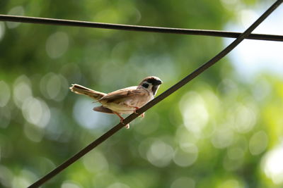 Close-up of bird perching on tree