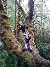 Low angle view of horse on tree in forest