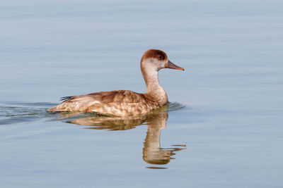 Duck swimming in lake