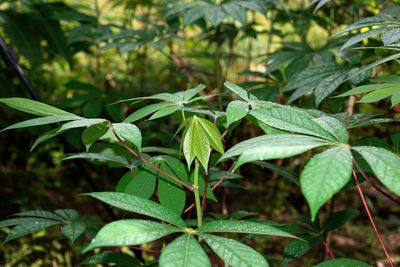 Close-up of plant growing on field