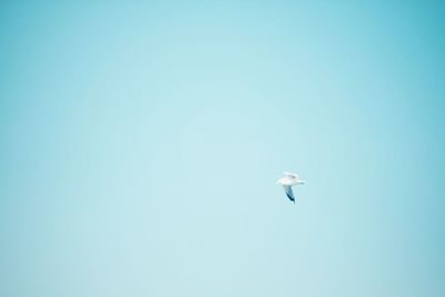 Low angle view of seagull flying in sky