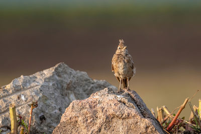 Close-up of a bird perching on rock