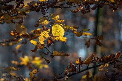 Close-up of yellow maple leaves on tree