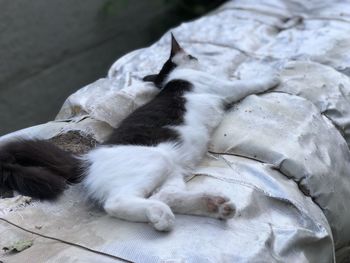 Close-up of cat sleeping