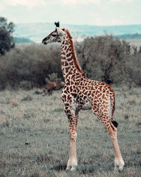 Giraffe standing on land