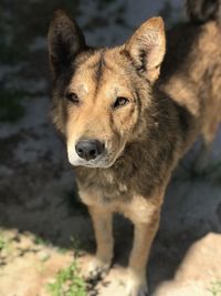 Portrait of dog