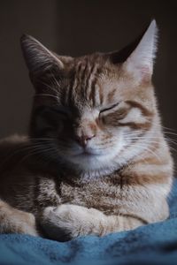 Orange kitten sleeping