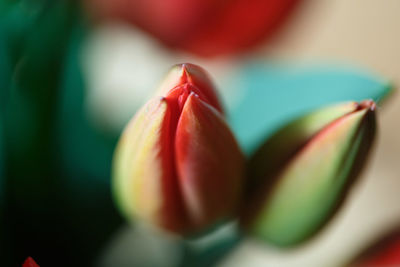 Close-up of apple on plant