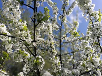 Low angle view of blooming tree against sky