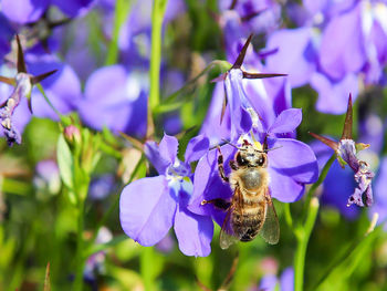 Close-up of bee pollinating on purple flower