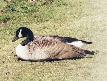 High angle view of bird on field