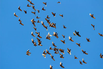 
a group of birds flying in the blue sky without clouds
