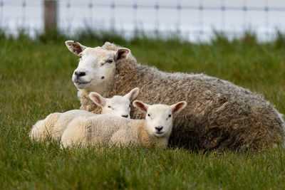 Sheep on field