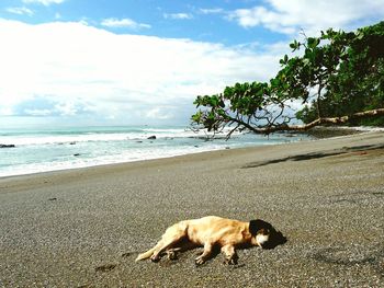 Dog on beach against sky