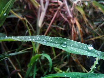 Close-up of dew drops on grass