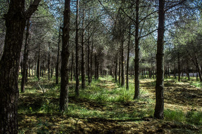 Trees in forest