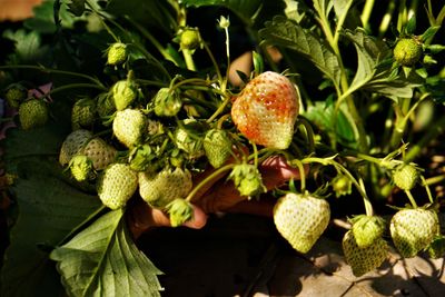 Close-up of strawberry growing on plant