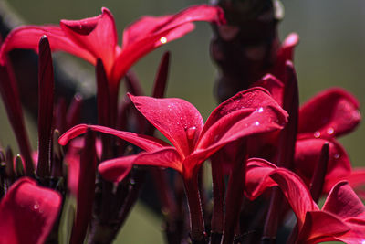 Close-up of wet red flowers