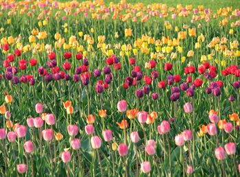 View of tulip growing in field