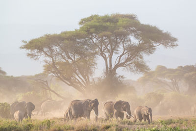 Horses in a field