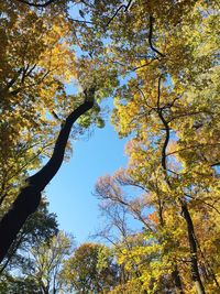 Low angle view of trees against sky