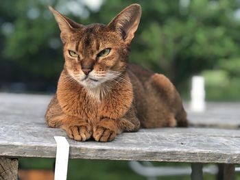 Portrait of cat on wooden railing