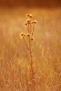 Close-up of stalks in field