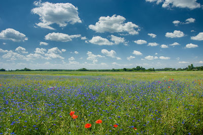 Scenic view of flowering plants on field against sky