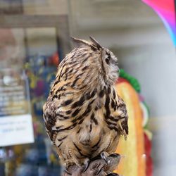 Close-up of bird perching