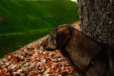 Close-up of a dog on field