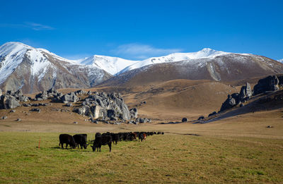 View of a horse on snow covered field against sky