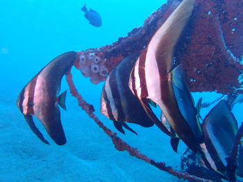 Fish swimming in sea