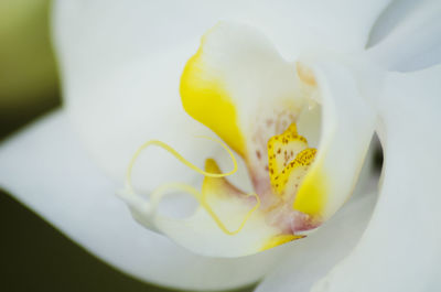 Close-up of white rose flower