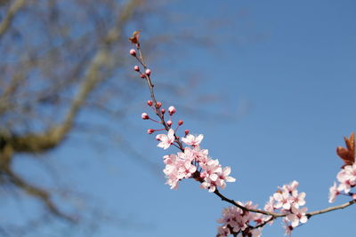 Close up of blooming tree with pink flowers in spring