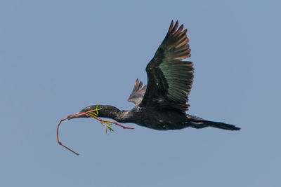 Low angle view of bird flying against clear blue sky