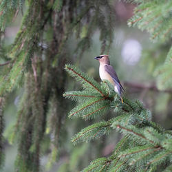 bird