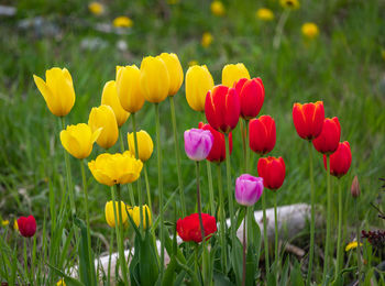 Close-up of red poppy flowers on field