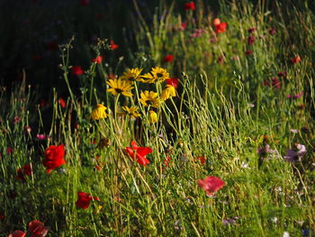 Close-up of red poppy flowers blooming in field