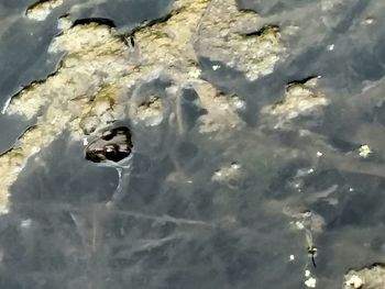 High angle view of insect in water