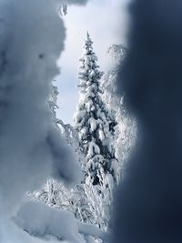 Snow covered tree against sky