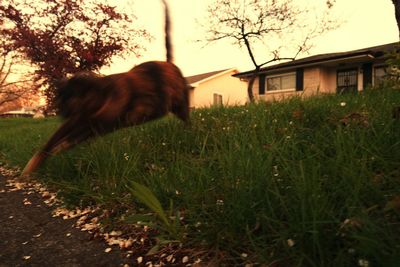 Dog standing on grass