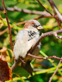 Close-up of bird perching on branch