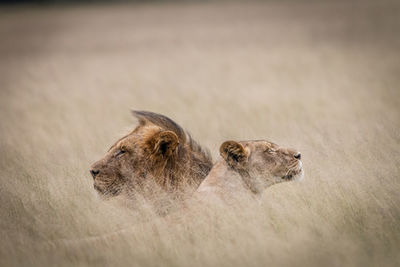 Lions resting on grassy field