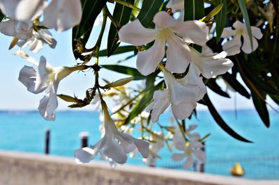 Close-up of white flowers blooming on branch