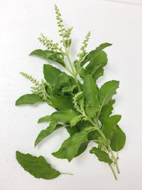 Close-up of leaves against white background