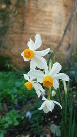 Close-up of yellow flowers blooming outdoors